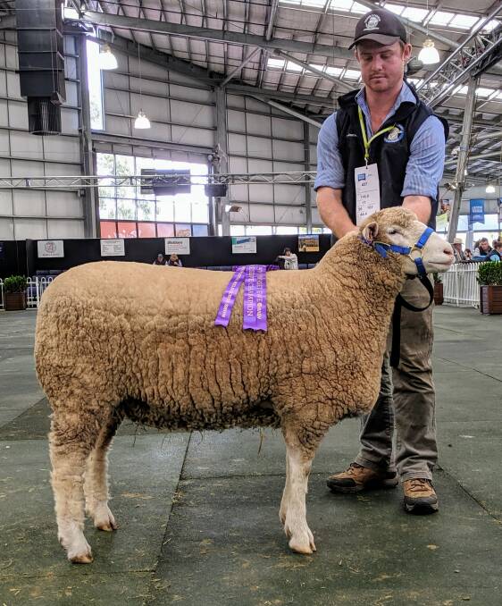 SUCCESS: Valley Vista 334-18 continued her successful showing career and won reserve champion Poll Dorset ewe at the Melbourne Royal Show on the weekend.