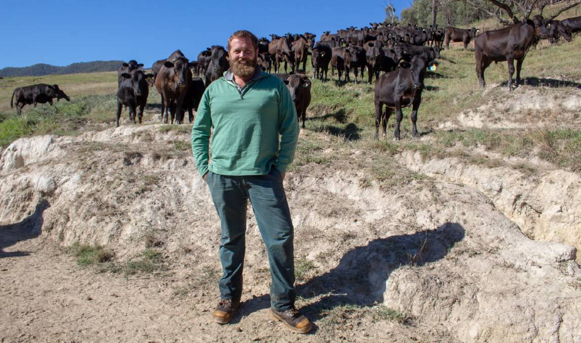 GOOD MOO-VE: Cattle farmer Thomas Giltrap has found Sprint and BMR Octane forage sorghum provided his herd a much-needed boost over warmer months.
