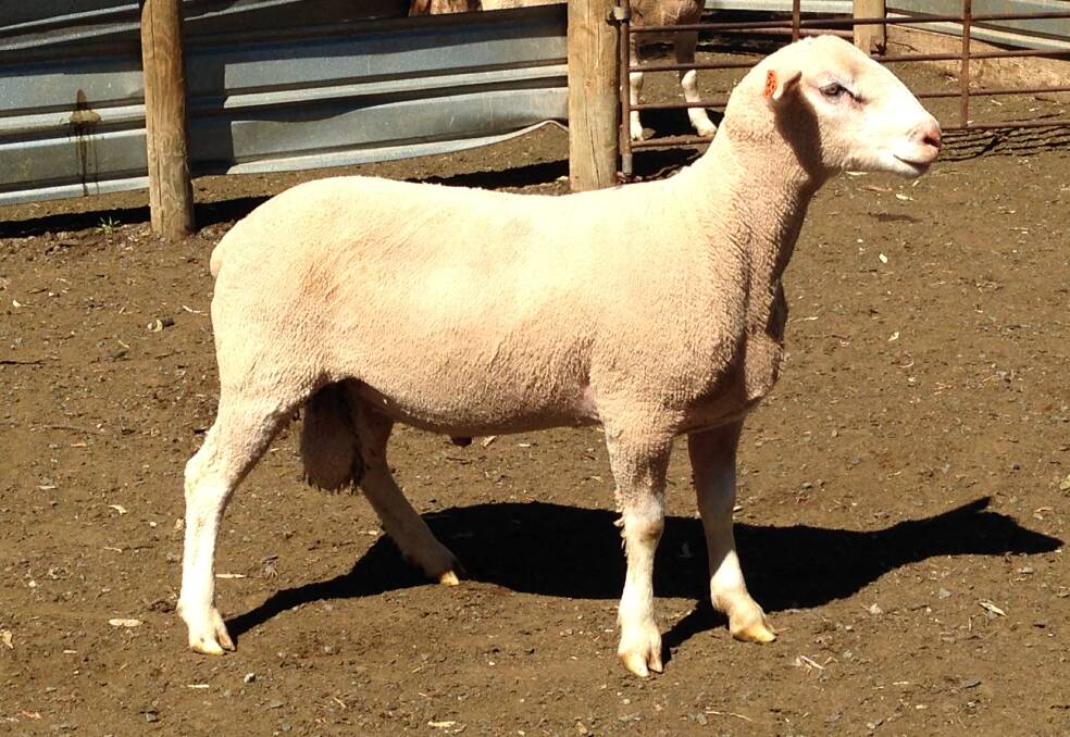 PROGENY: Semen from White Suffolk 180645 will be available for sale.