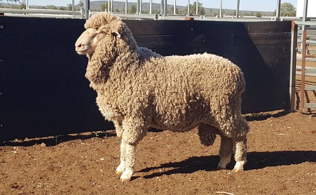 QUALITY: Wilga Merinos' dedicated breeding program has seen its breeding values soar to the top 1 per cent for early growth, body weight and fleece weight.