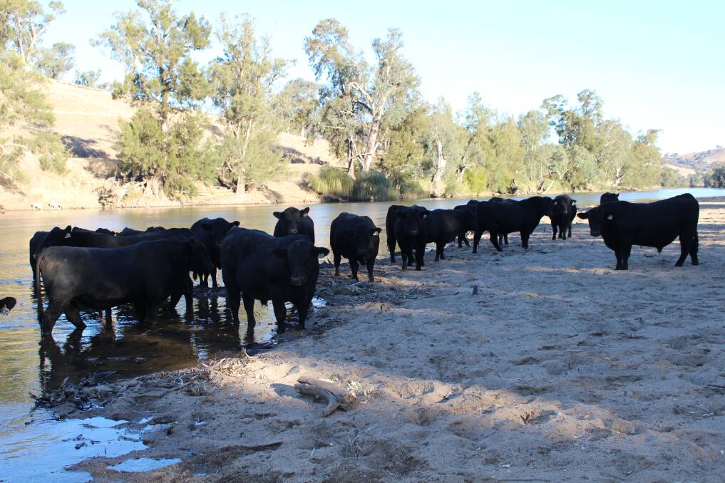 SOME of the bulls take time out at the river in the lead up to the Bongongo Angus autumn sale on May 21.