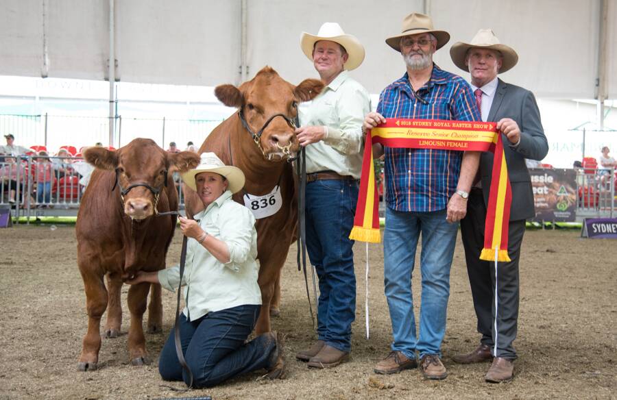 Lot 67: Reserve Senior Limousin female Birubi Wind Charm K54, held by Glenn Trout, Susie Trout (left) holding calf, with Michael Stacey and judge Ivan Price.