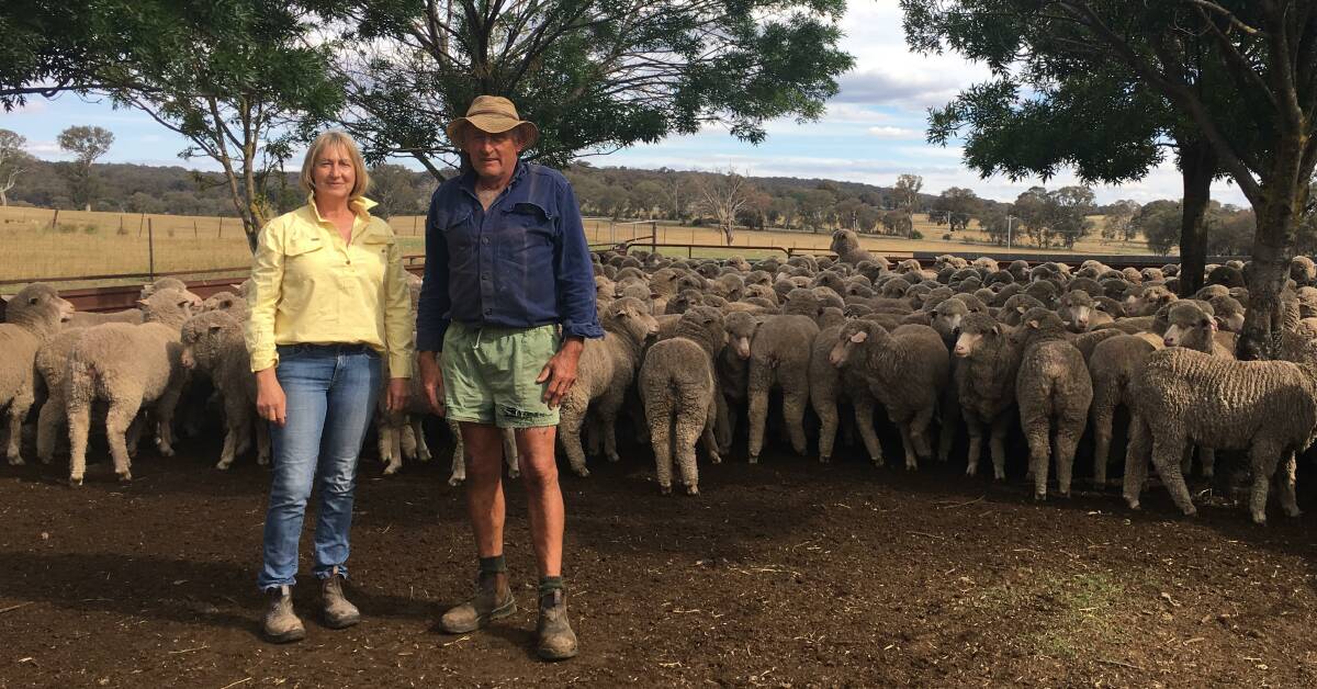 Bruce and Narelle Nixon with their May shorn, Tara Park blood one-year-old ewes at "Clovelly", Boorowa.