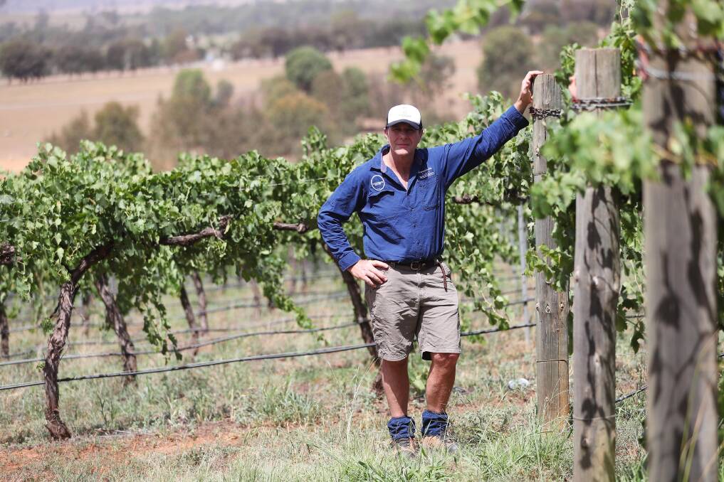 Tim McMullen surveys the Chardonnay crops at Borambola Wines ahead of a second week above 40-degrees. Picture: Emma Hillier