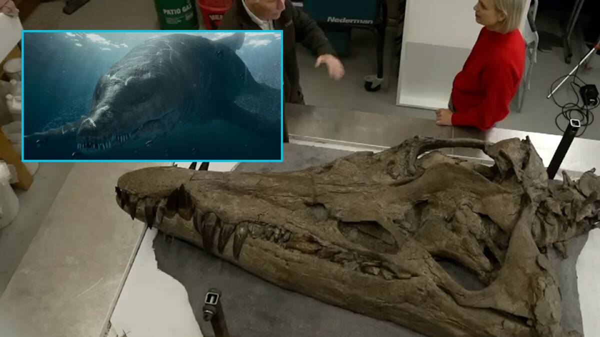 'T-rex of the ocean' fossil discovered by beach walker