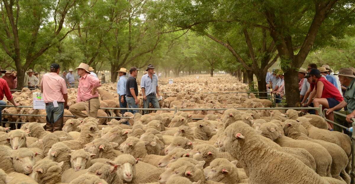 Quality Riverina-raised sheep offered for sale during sales at Deniliquin.