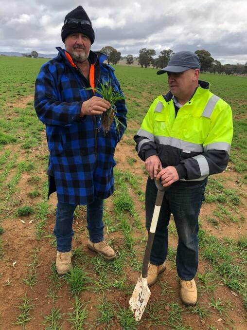 Doug Brunskill and Worm Hit general manager Nick Leywood looking at the impressive root mass on Moby Barley.