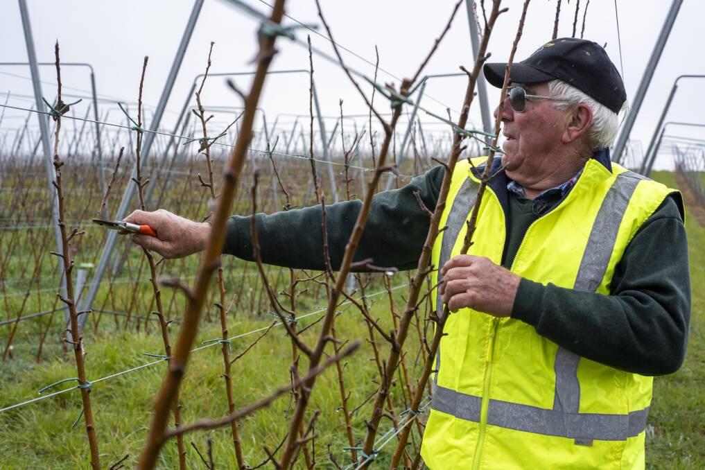 HARD WORKER: Orchardist John Robson has been recognised for dedication to the region and research in the industry. Picture: Carl Davies