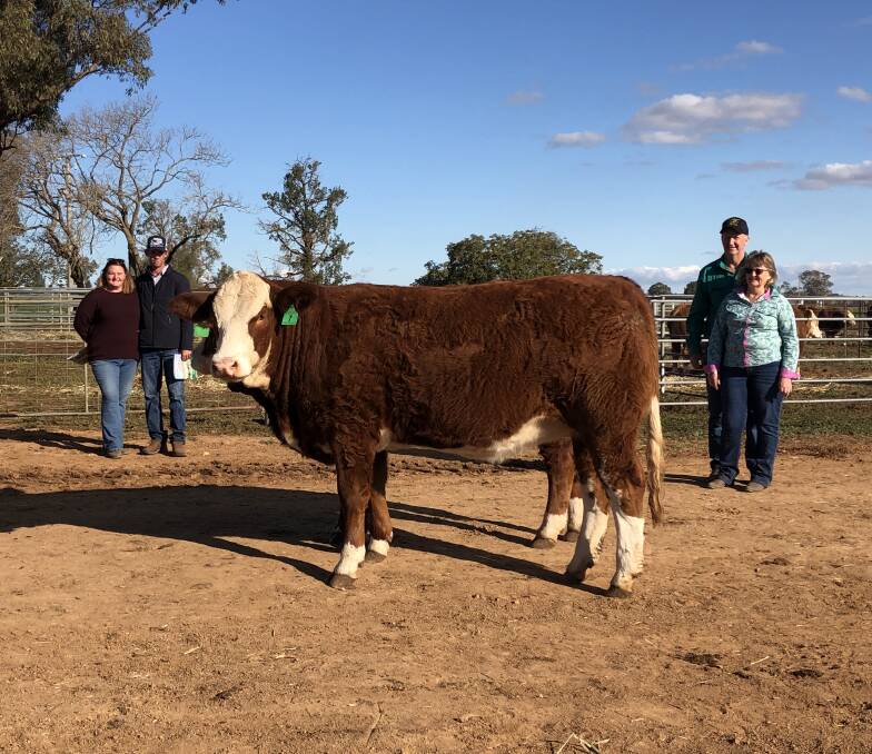 Tennysonvale Profitabell with purchasers Katie and Michael Robinson, MKR Simmentals, Casino and Tennysonvale stud principals Ian and Cheryl Baldry, Illabo. 