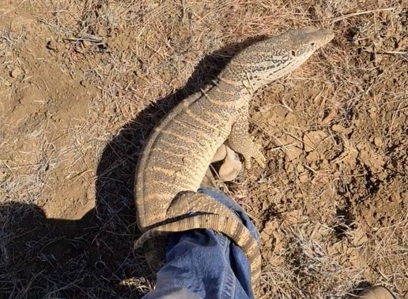 Matterson Knyvett captured the moment a goanna latched onto his ankle while out on the job.