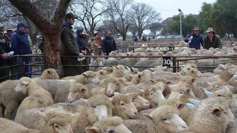 SHEEP: The market was firm to $3 better for the heavier lines of XB ewes at the Cootamundra Saleyards this week.