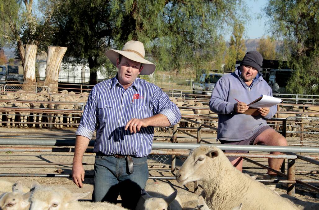 SHEEP: Adam Randell agent for Bassingthwaighte Livestock & Marketing pictured with Adam Twyford last year at the saleyards. Picture: Kelly Manwaring
