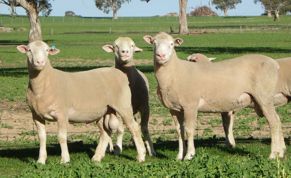 These blokes have bred the some of the best tasting lambs in Australia. This is their secret...