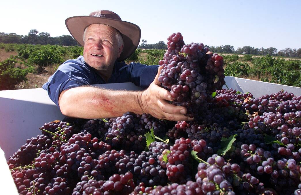 Bill Chambers pictured in 2001 with muscat grapes harvested at his Rutherglen winery.