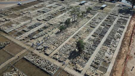 An aerial shot of the Corowa saleyards showing sheep lots before the recent upgrade works which include a roof over the pens. Picture by Mark Jesser