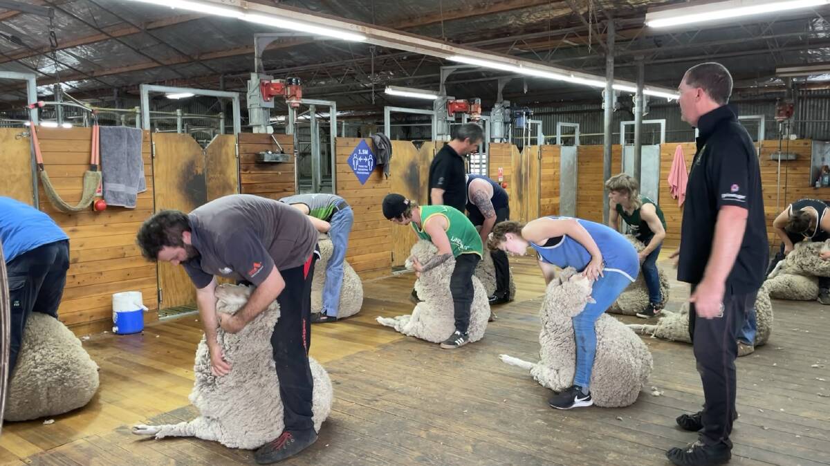Trainee shearers