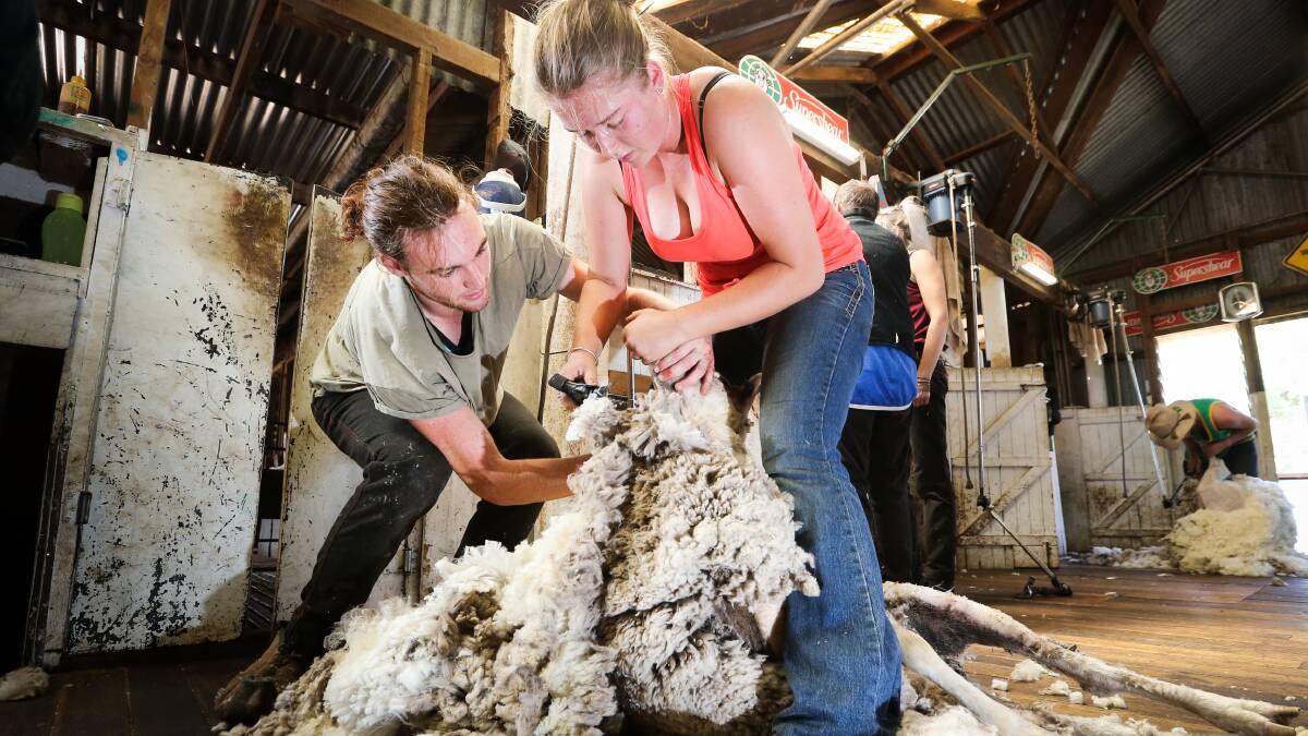CLICK GO THE SHEARS: Mitch Thomas helps Madison Gladstone, 17, from Beechworth hone her technique. The pair were students at the shearing and wool handling school being held at Leo Keheller's property near Walbundrie. Pictures: KYLIE ESLER
