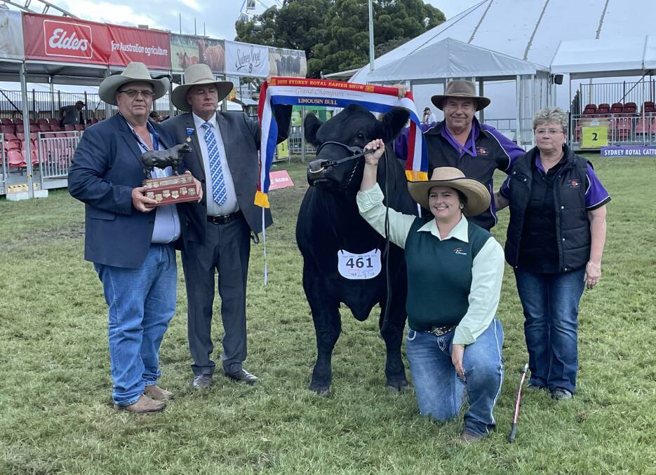 Grand Champion Limousin Bull, Raydon Park Ranger, exhibited by Mr Ray Lawrence and Mrs Donna Lawrence, Mulloon.
