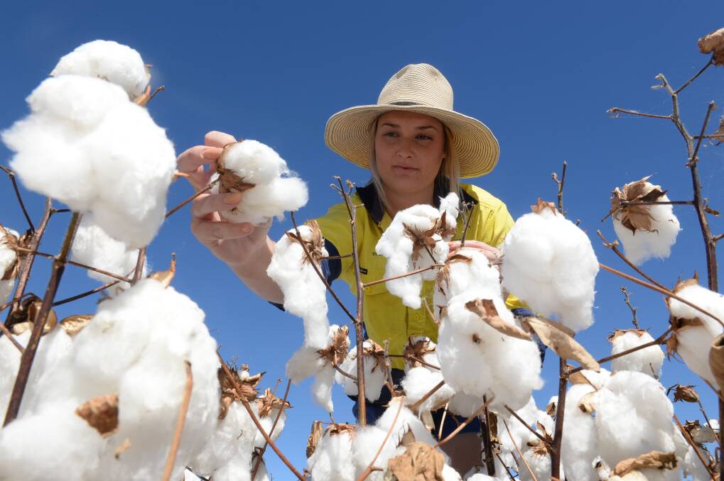 Cotton's southern expansion continued in 2015-16. Auscott agronomist Elsie Hudson at Narrabri.