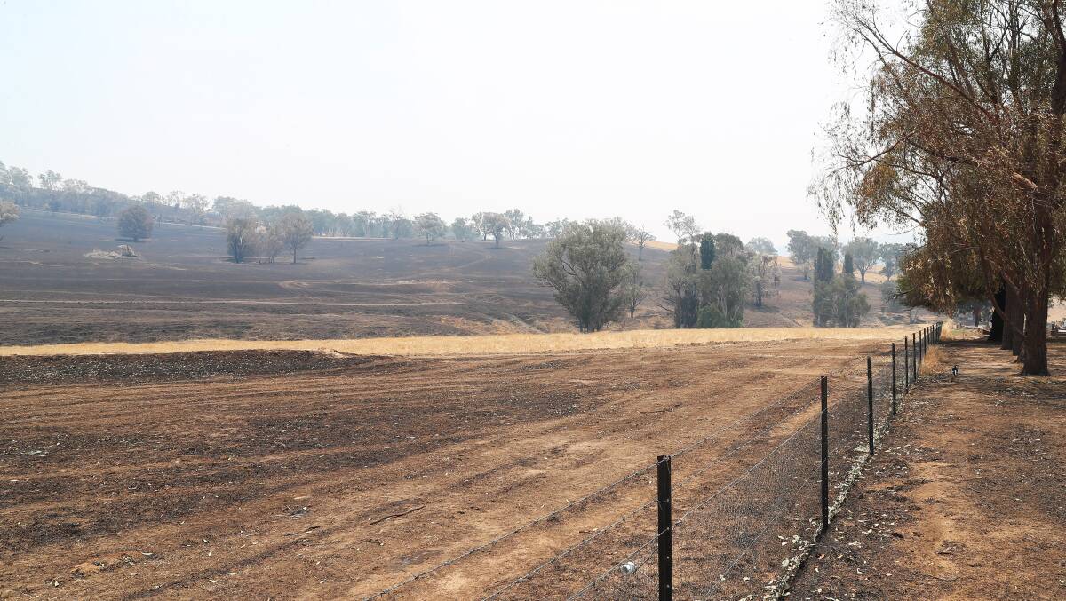 A burned-out paddock near Adelong.