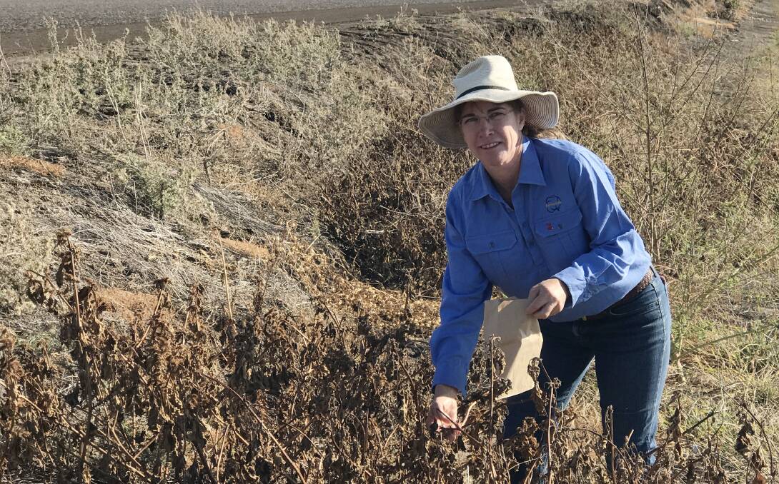 FIGHTING WEEDS: Janelle Montgomery from the Department of Primary Industries collects burr samples to study.