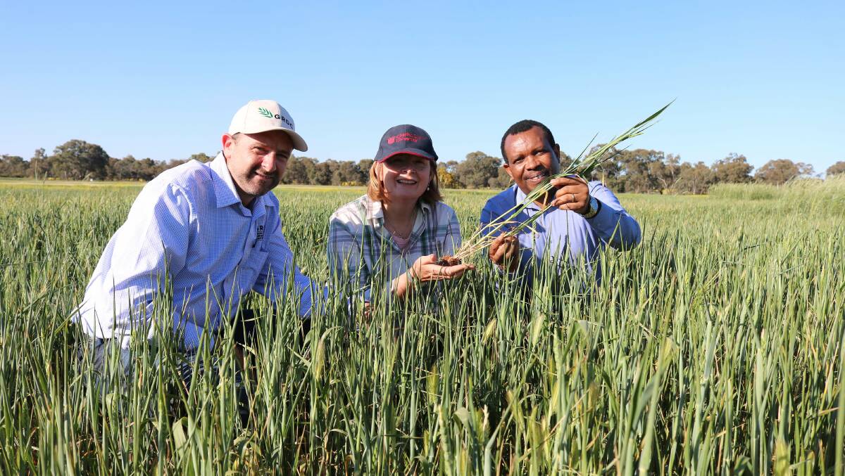 EVENING MEETING: Jason Emms from the GRDC, Professor Leslie Weston and PhD student James Mwendwa at the twilight walk.