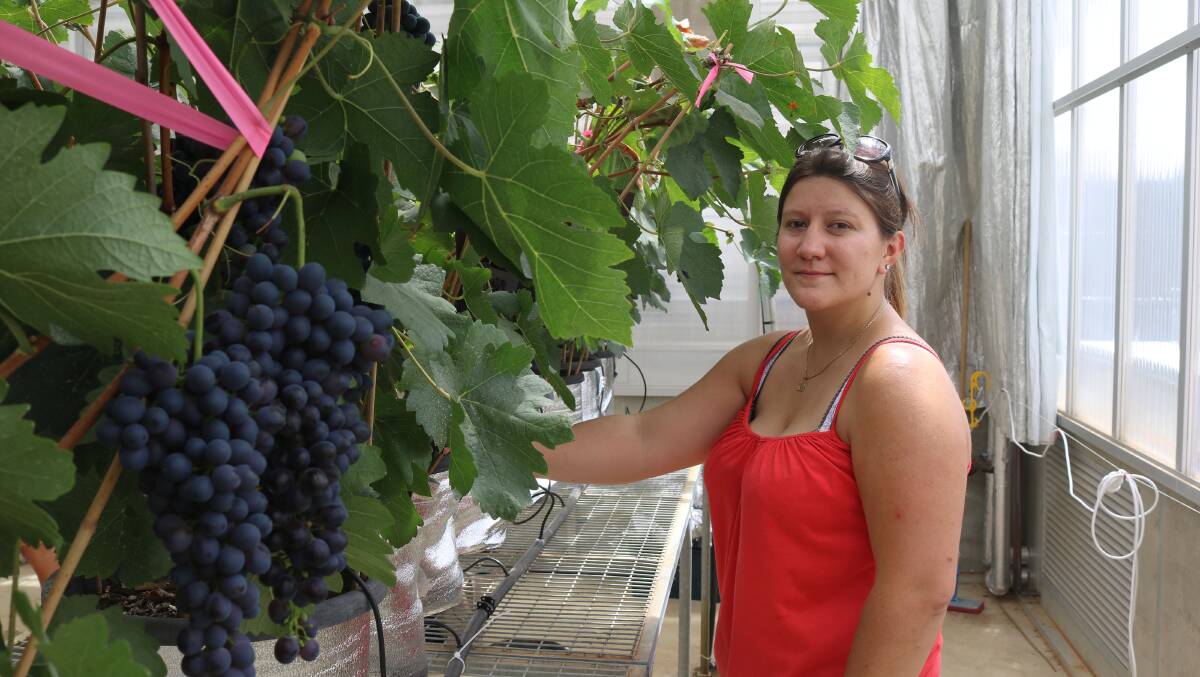 Charles Sturt University PhD student Julia Gouot is examining the effects of hot weather on shiraz grape varieties.