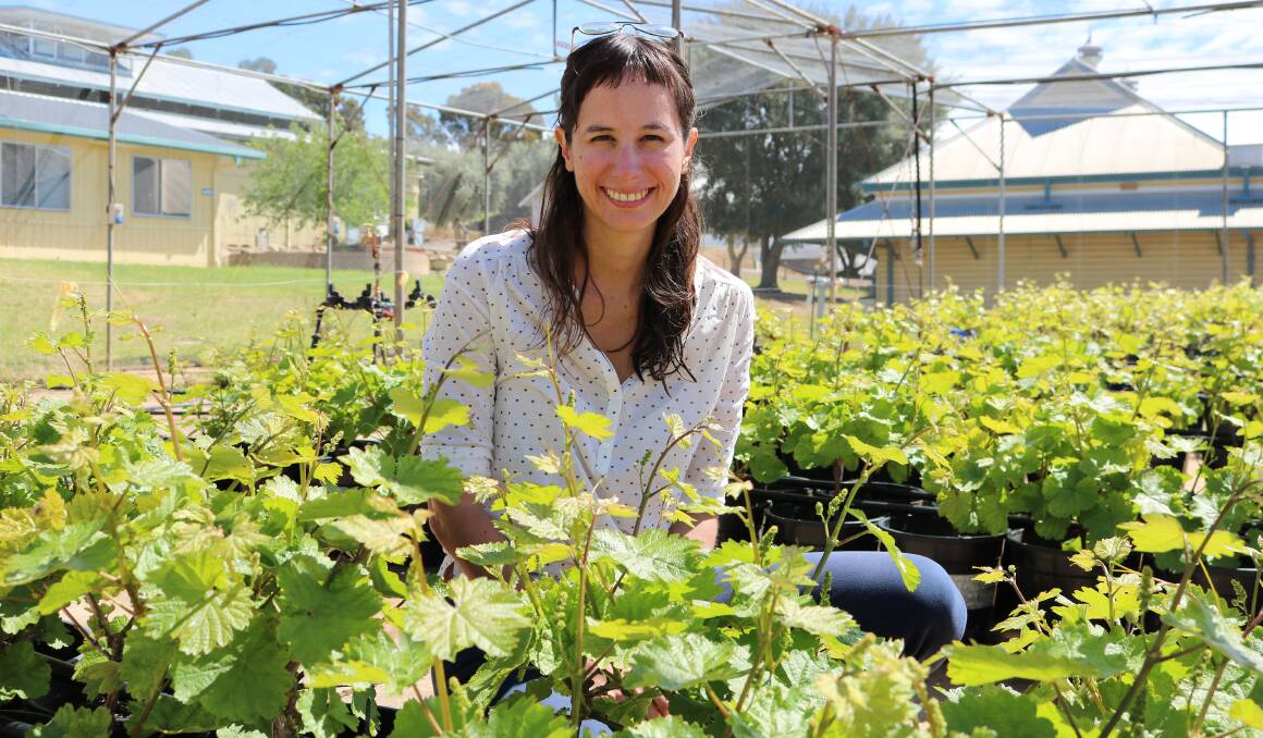 SUNSAFE: CSU postdoctoral researcher Joanna Gambetta from the National Wine and Grape Industry Centre is researching ways to protect grapes from the sun.