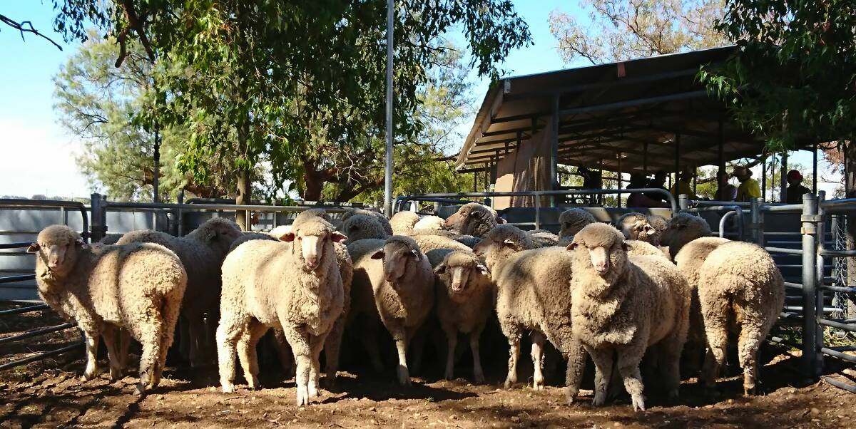 FIELD DAY Merinos at Trangie Agricultural Research Centre.