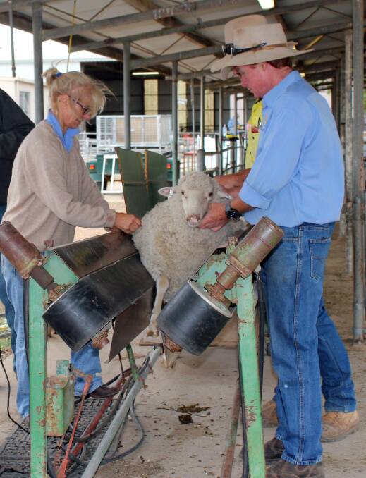 NSW Department of Primary Industries technical officer, Mary Ann Sladek, and Macquarie Sire Evaluation Association chairman, Matthew Coddington, take measurements for the  Merino Lifetime Productivity project at Trangie.
