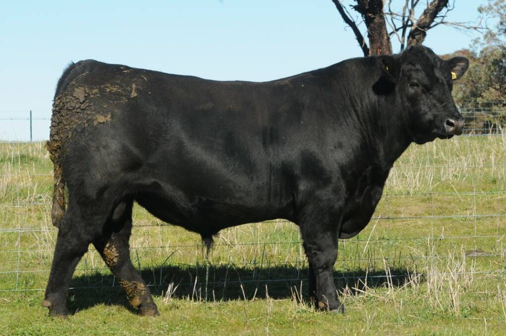 Lot 2 Onslow Regent L388 will be on offer at this year's annual Onslow sale. 