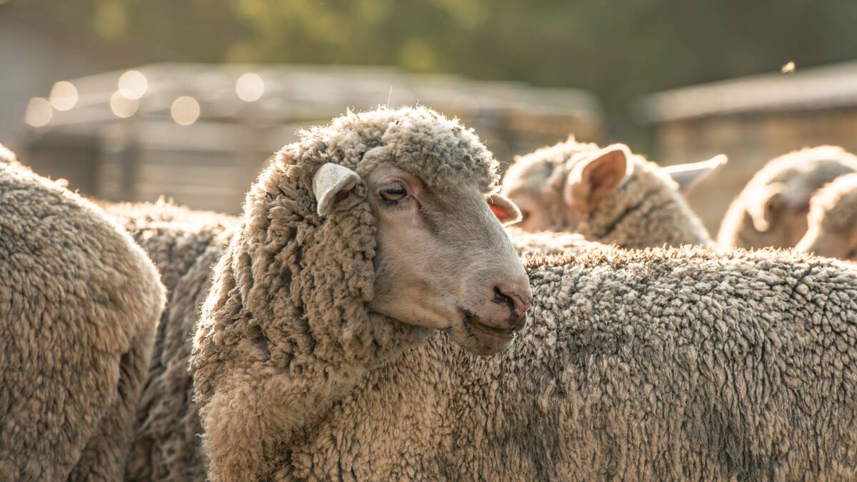 Select the right ram for your flock | Spring Ram Guide 2020