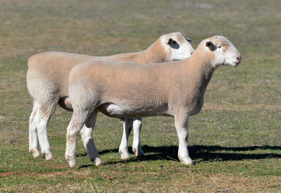 The depth of quality and performance in Kurralea rams is renowned and is clearly evident in these rams, typical of the genetic quality you will see at Kurralea. Approximately 250 rams will be on offer at their September 24 sale.