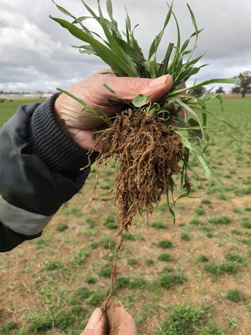 Worm Hit fertilised Moby Barley plant showing improved root mass and length at ‘Brunslea’ Forest Hill. Worm Hit is available from Australian Farm & Fencing Wagga.