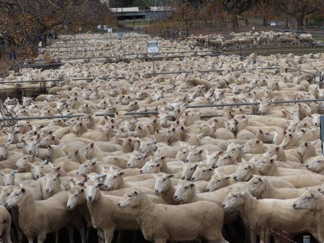“Gnabro” will offer 5000 one and half year first-cross ewes on September 19. The production of first-cross ewes for sale started in the late 1970s.