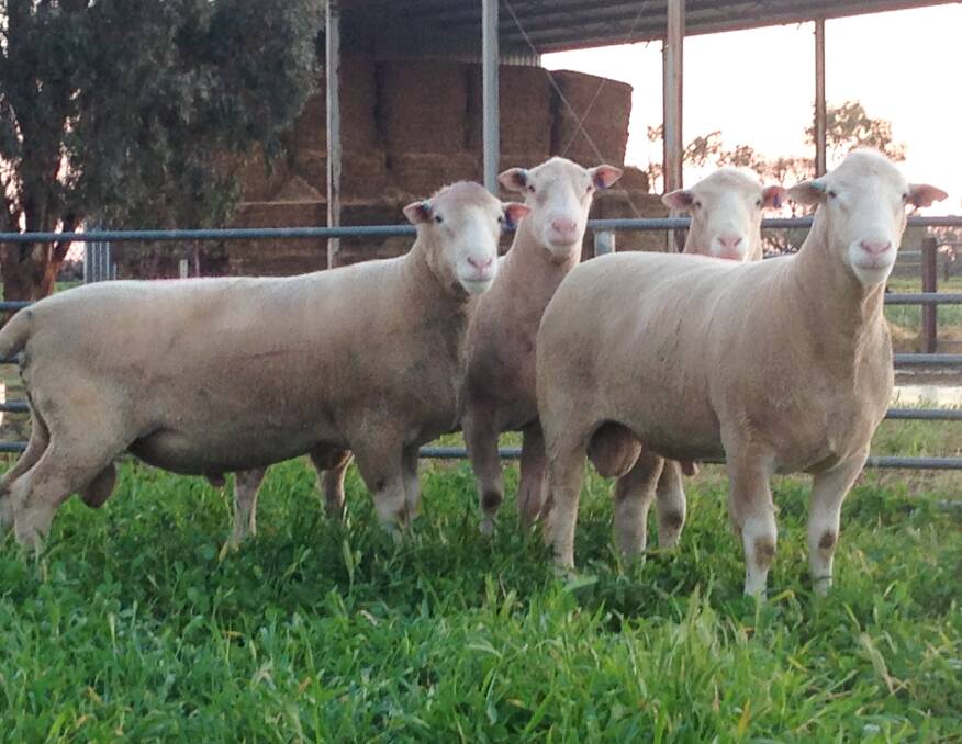 Wunnamurra Poll Dorset Stud at Jerilderie will offer 150 Lambplan tested rams at this year's on-property sale. 