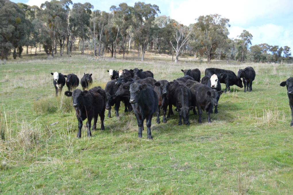 Farm and build your dream home on this property near Tumbarumba.
