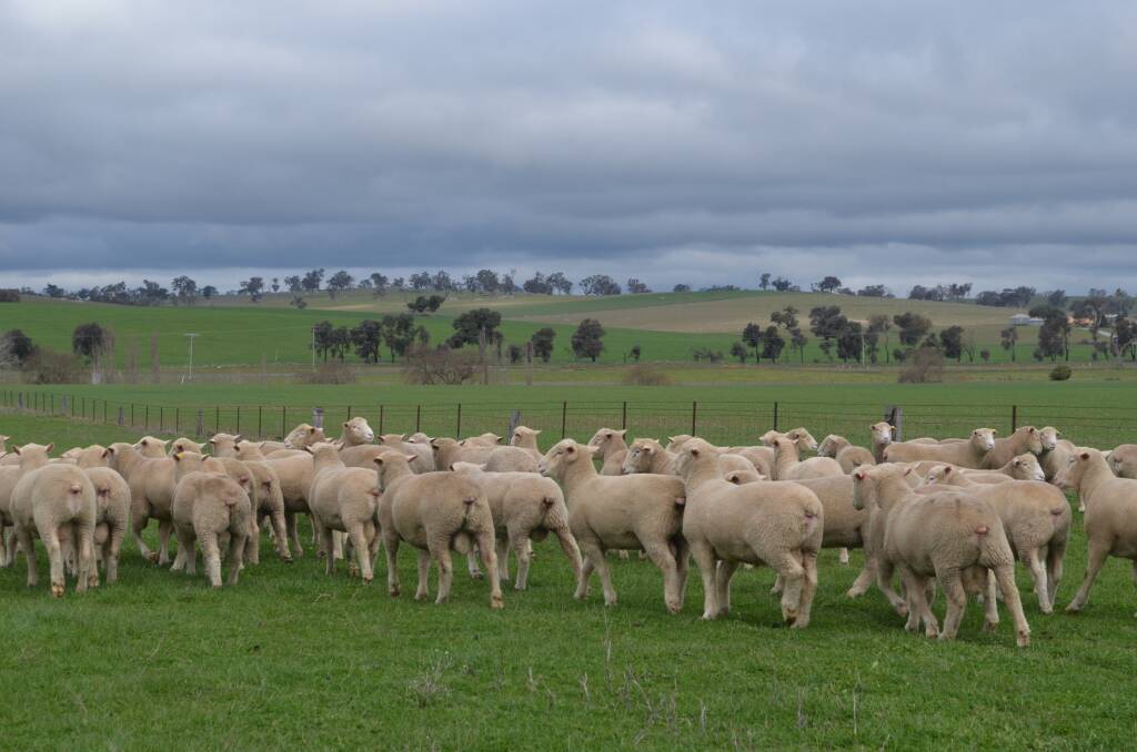 Kingsvale Supreme rams offer great value for money and specialise in lambing ease. Learn more at the sale on Friday September 14. 