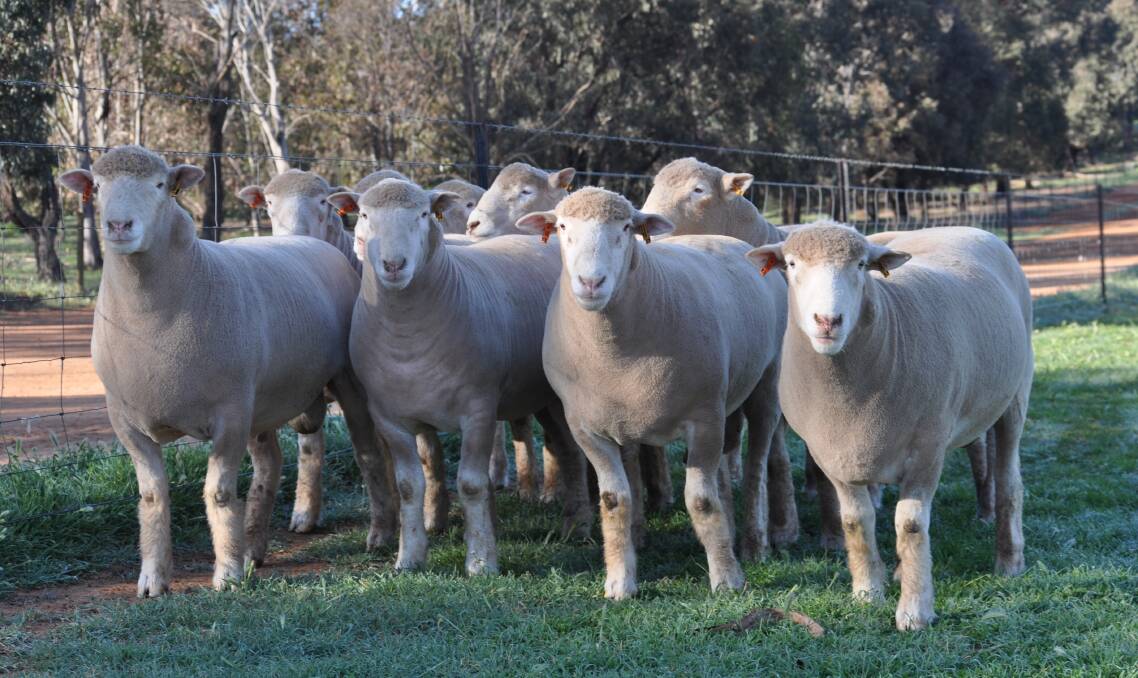 BREEDING: The Armdale Poll Dorset Stud helps its clients breed more profitable lambs with the 'best value for money rams' in the Riverina.