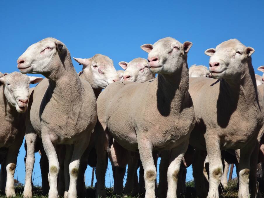 Showcasing quality: Kentish Downs will have their usual display of rams at Henty Machinery Field Days from September 17 to 19 (site O673 Eastern Gate).