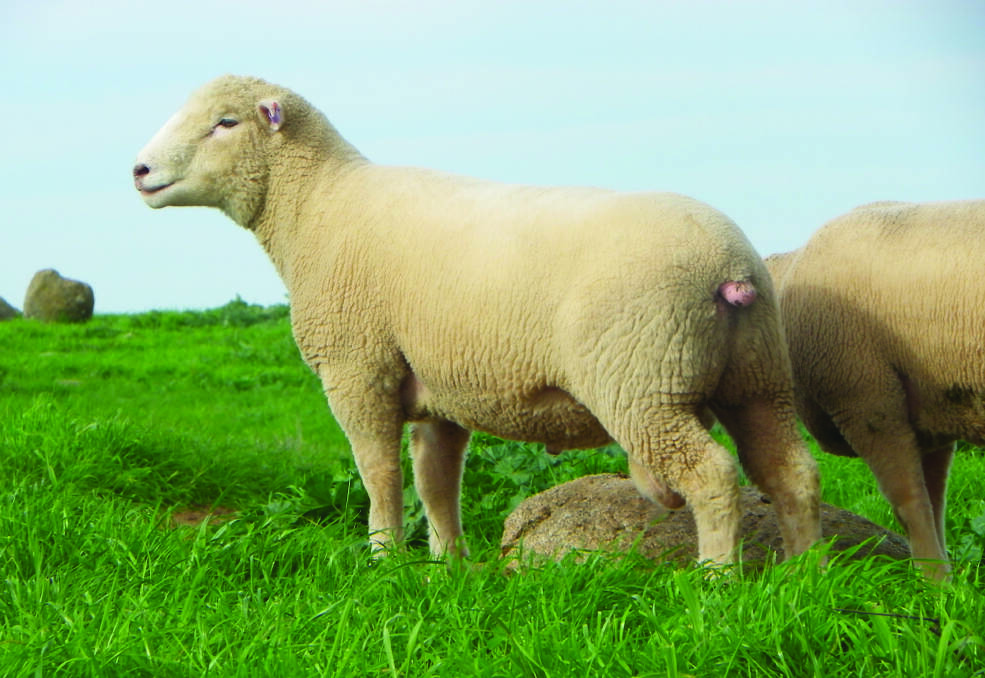 KINGSVALE rams consistently achieve high lambing percentages, low birth weights, high growth and outstanding carcass qualities.