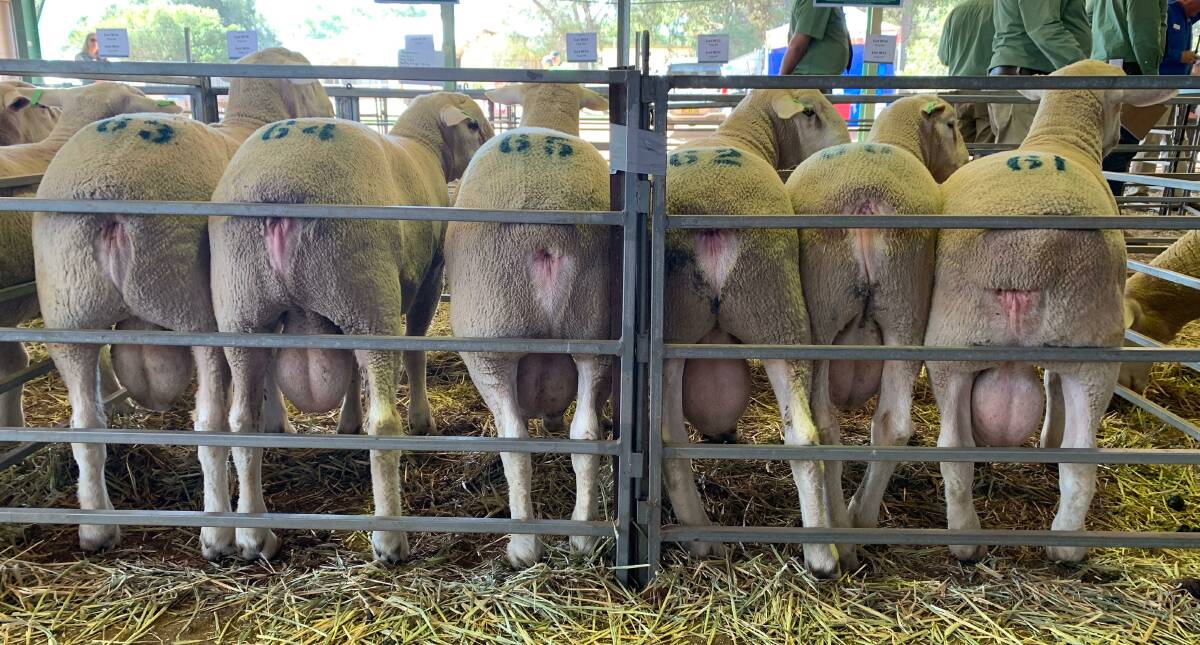Almondvale White Suffolk ram line up ready for the sale to start. 