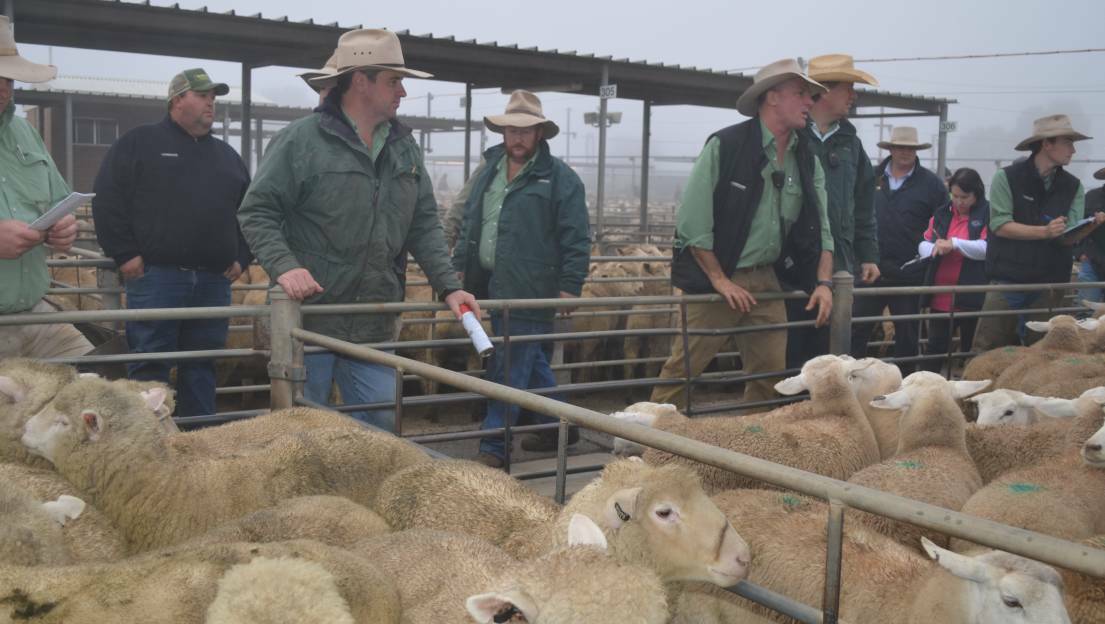 Wagga vendors will sell 35,100 sheep and lambs