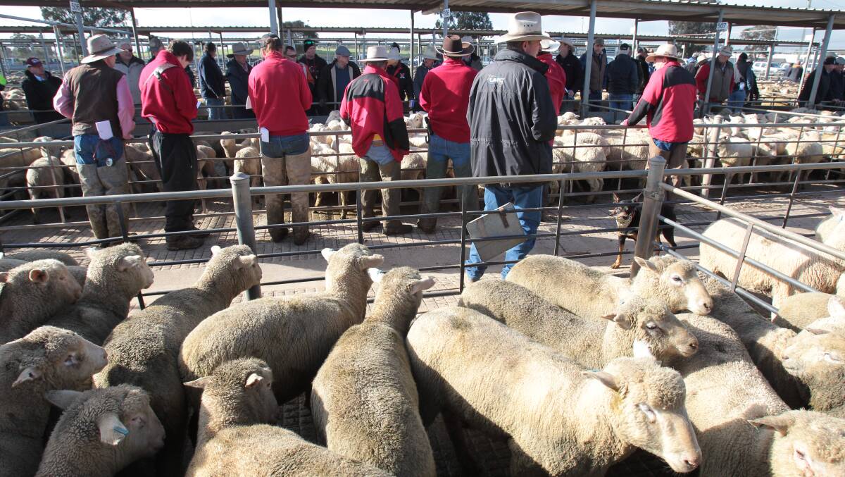 SALE REPORT: Buyers check out the pens on offer at the Wagga Livestock Marketing Centre. 