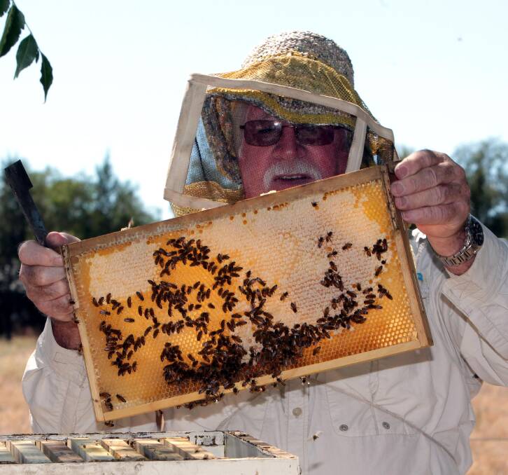 President of the Wagga Beekeeping Club Mike James inspects the goods last year. Picture: Les Smith
