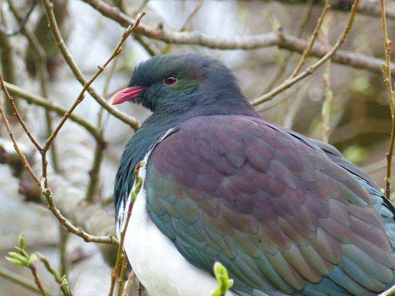 The kereru, an endemic New Zealand wood pigeon, has yet to be spotted in Wellington this spring.