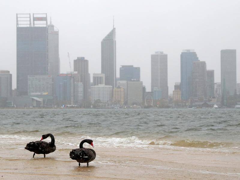Black Swans on the South Perth Foreshore ahead of dangerous storms coming through.