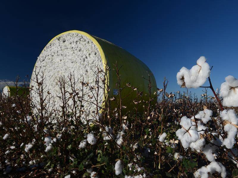 China is set to target Australian cotton as trade tensions escalate.