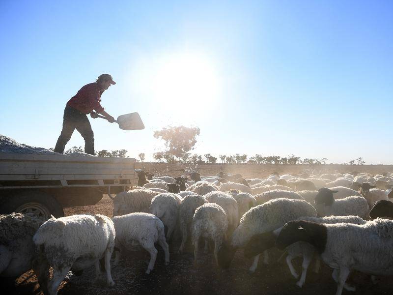 A study of unintentional farm deaths shows older men are more likely to have fatal accidents. (Dan Peled/AAP PHOTOS)