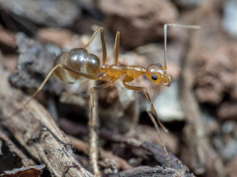 Yellow crazy ants can have a devastating effect on skinks and some Australian endangered frogs.